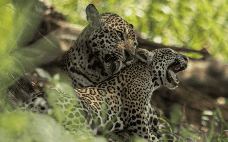 Pantanal