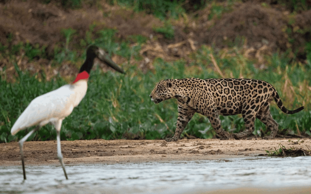 Pantanal