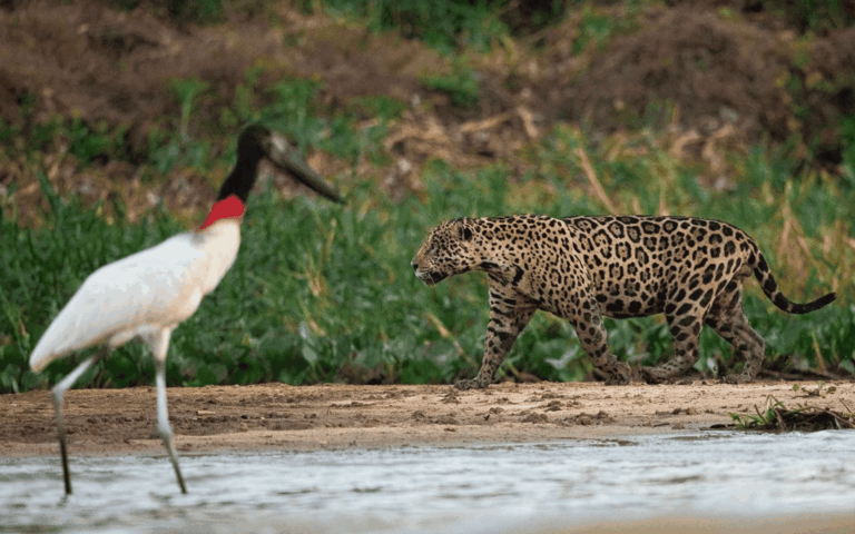 Pantanal