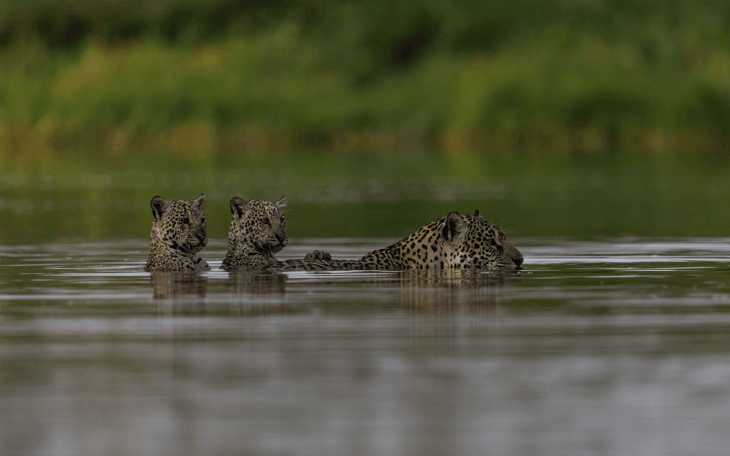 Pantanal