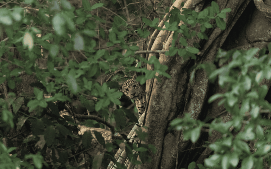 Pantanal