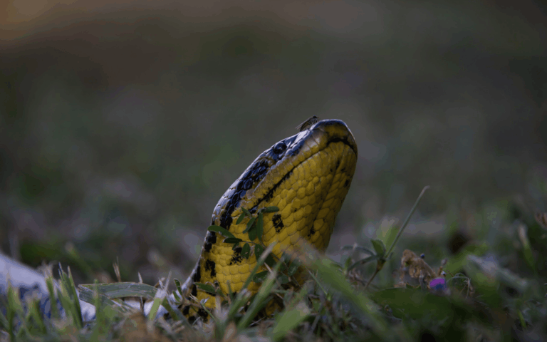 Pantanal