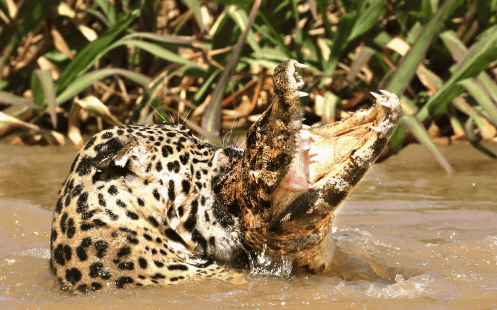 Pantanal