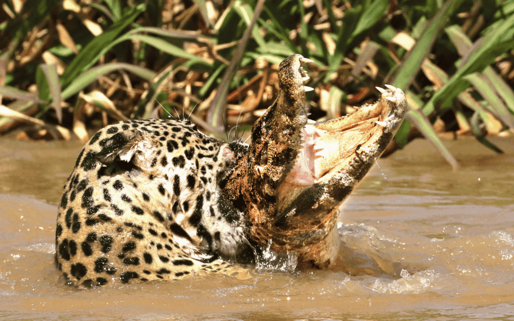 Pantanal