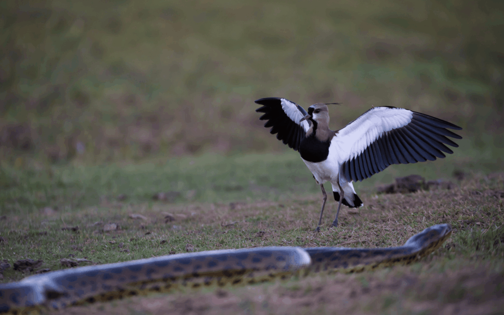 Pantanal