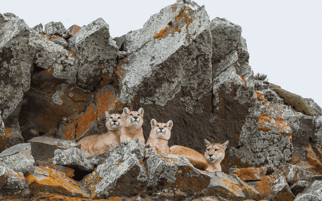 Patagônia Chilena