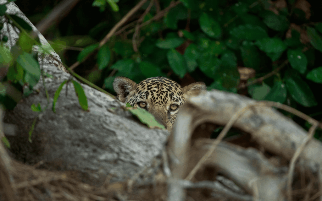 Pantanal