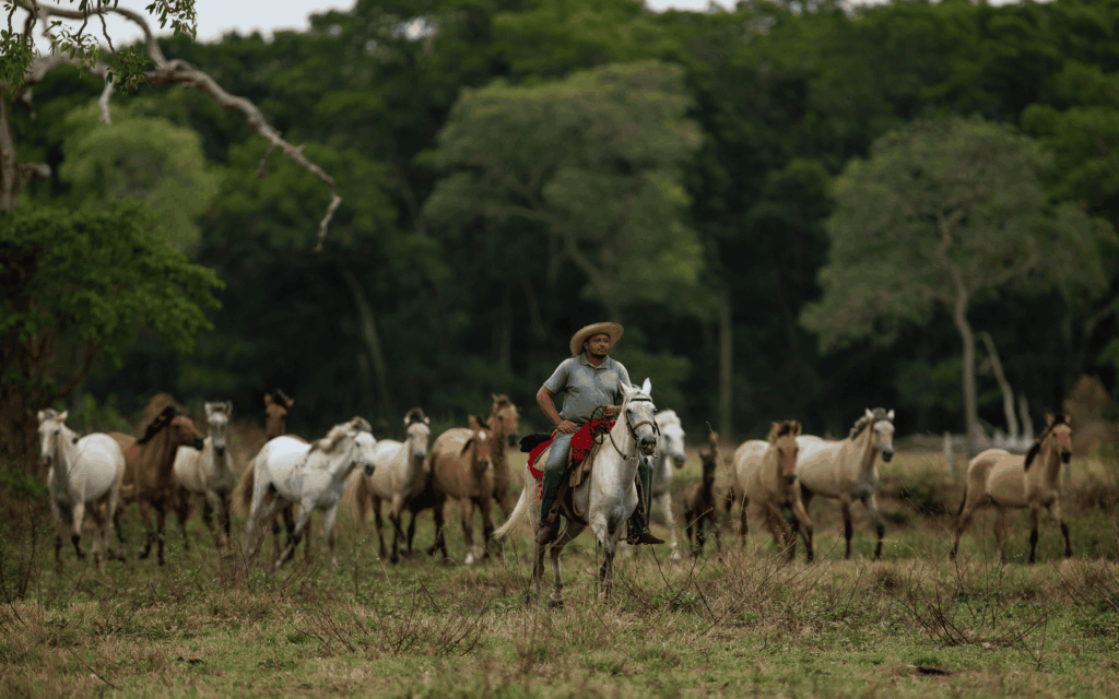 Pantanal