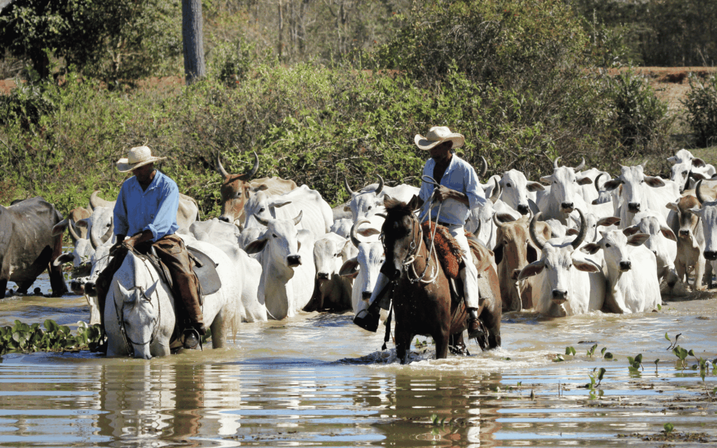 Pantanal