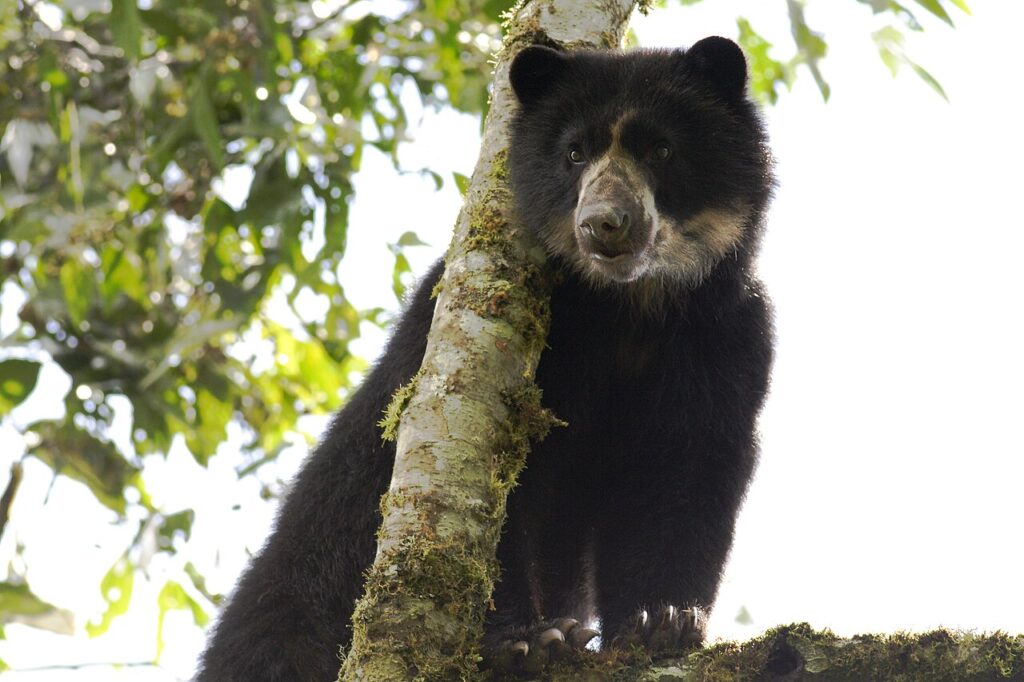 Andean Bear - Spectacled Bear (Tremarctos ornatus) Maquipucuna Reserve, Ecuador