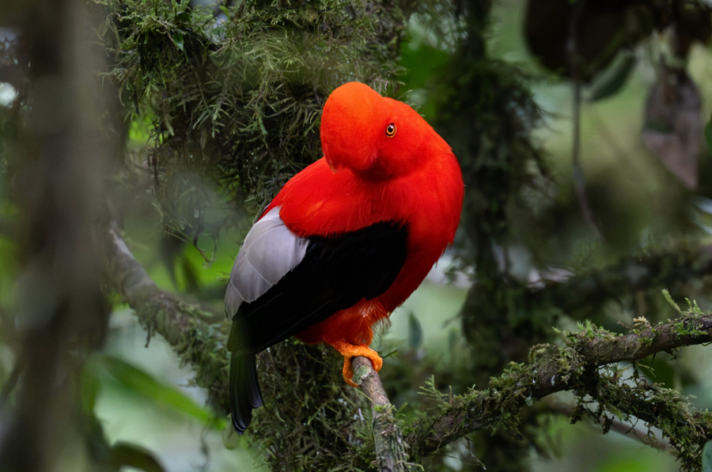 Andean Cock-of-the-rock - Mindo - Ecuador
