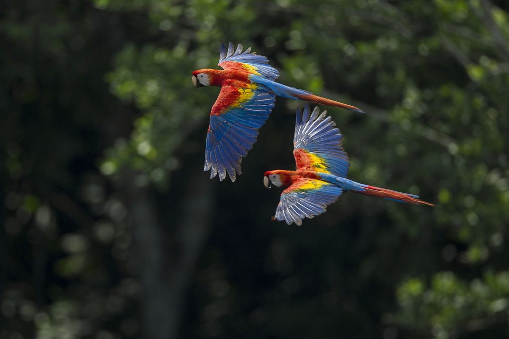 Scarlet macaw / João Marcos Rosa