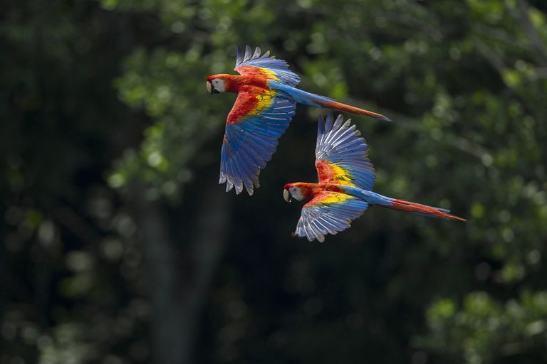 Scarlet macaw / João Marcos Rosa
