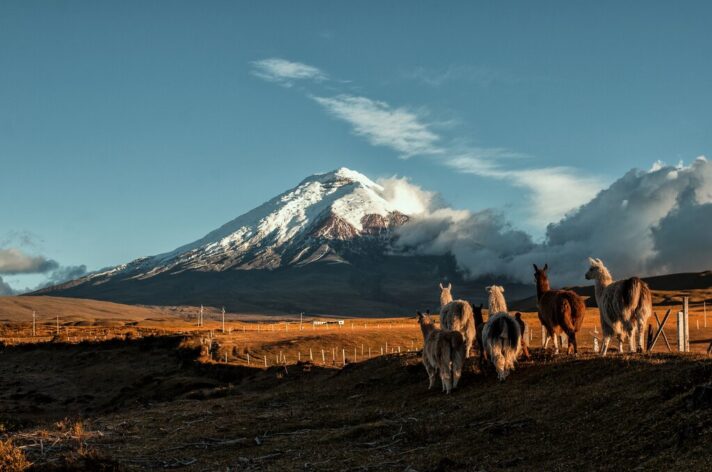 Bear camp to Quito - Ecuador