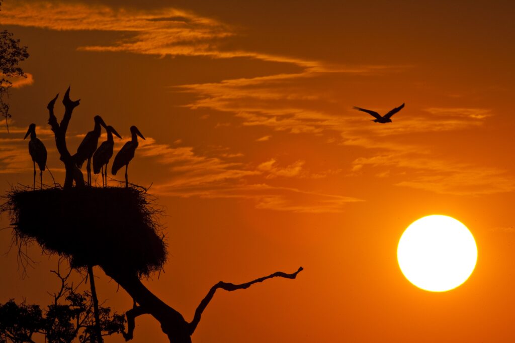 Brasil – Pantanal – Paisagem – Animais – Pássaros – Entardecer – Credito João Marcos Rosa