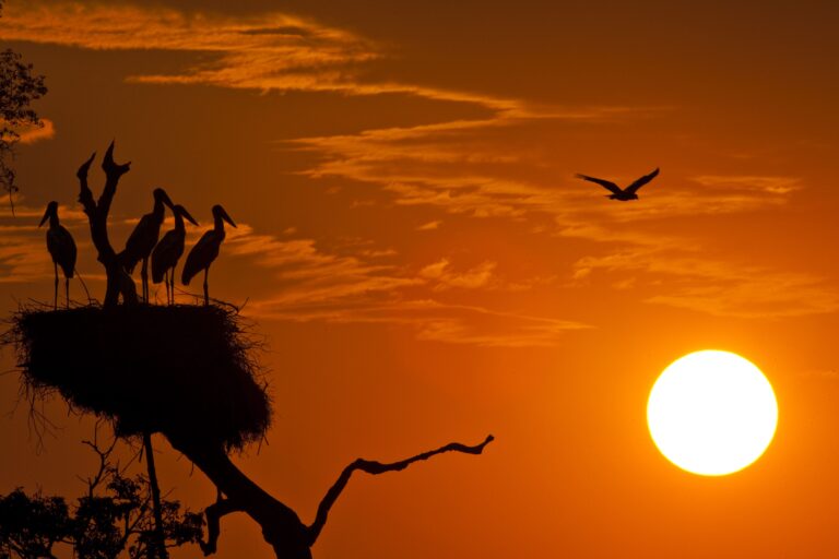 Brasil – Pantanal – Paisagem – Animais – Pássaros – Entardecer – Credito João Marcos Rosa