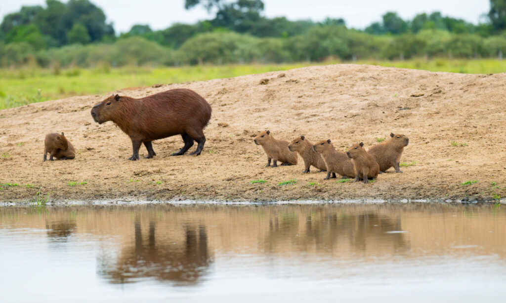 Capybaras