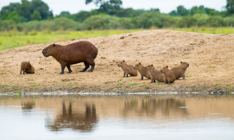 Capybaras