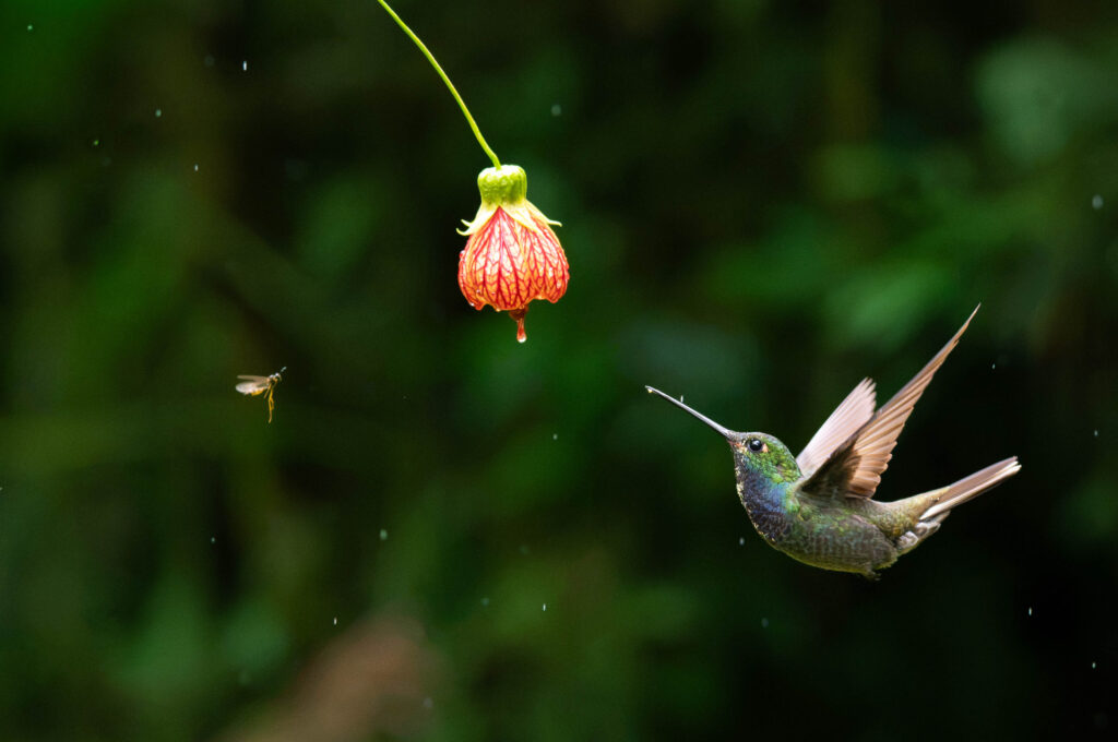 Hummingbird - Ecuador
