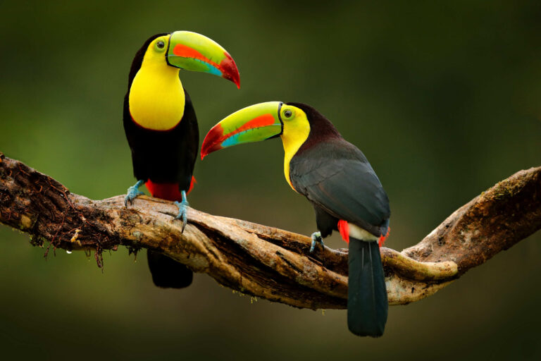 Keel-billed Toucan : Shutterstock