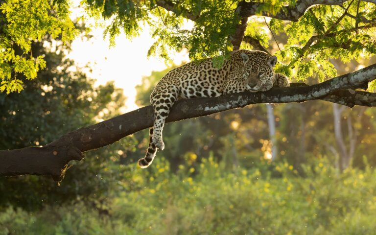 Pantanal – Jaguar – Casarin