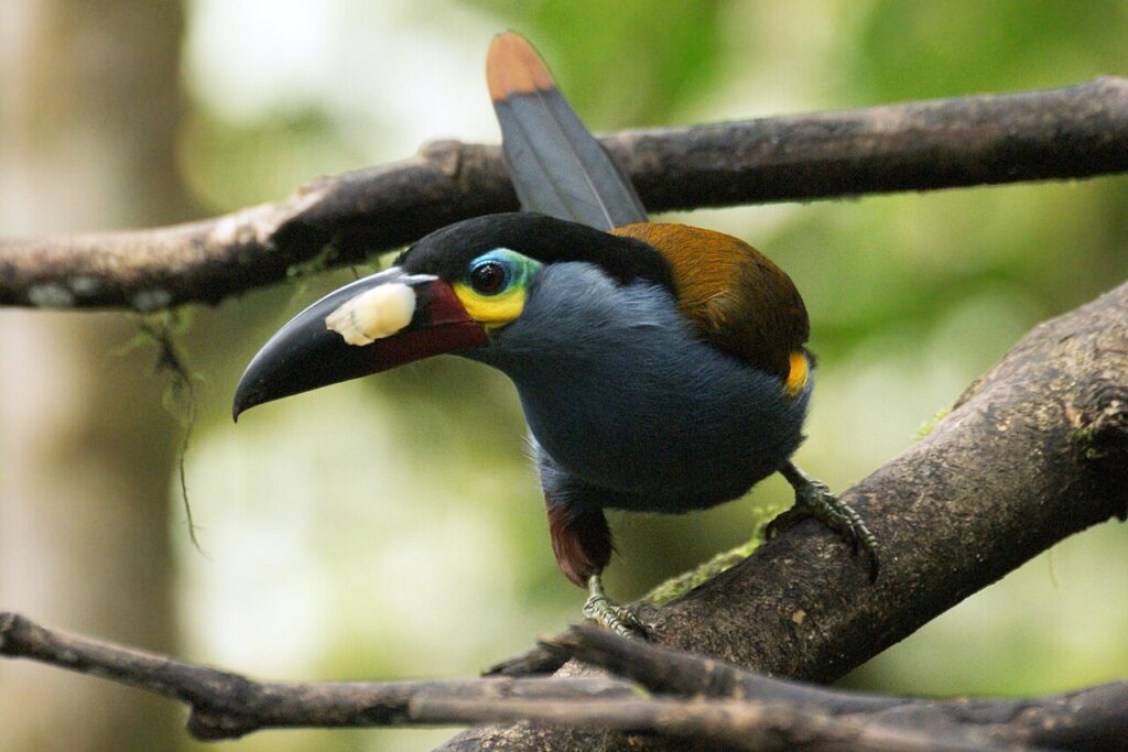 Plate-billed_mountain_toucan_Andigena_laminirostris-Ben-Tavener