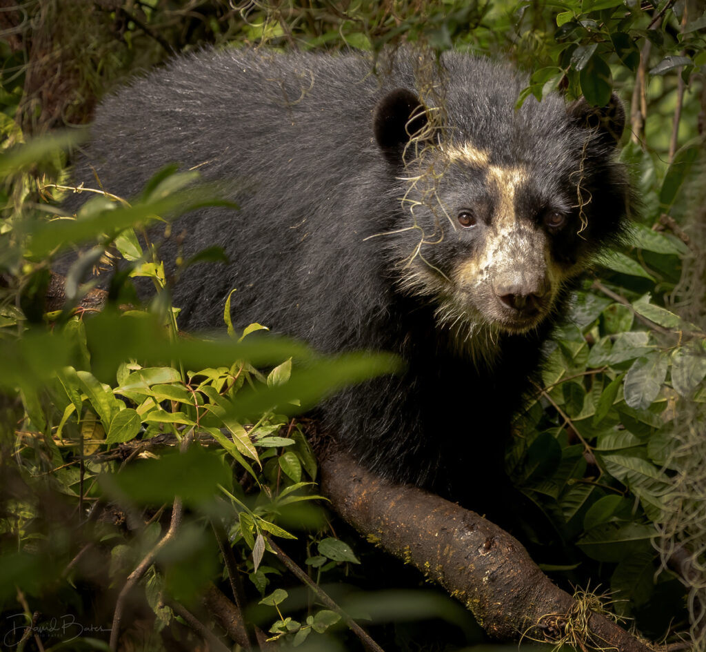 Spectacled Bear Andean Bear
