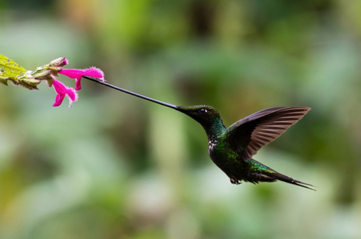 Sword-billed Hummingbird - Ecuador