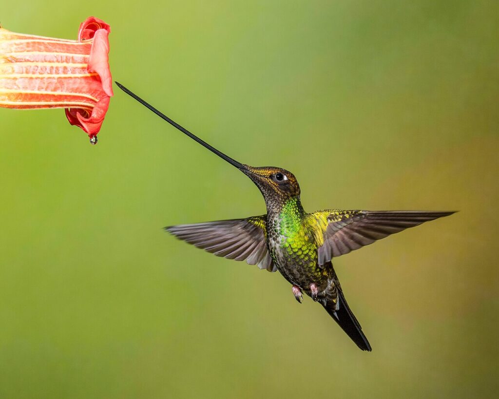 Sword-billed_hummingbird_(male)_at_Guango_Lodge,_Ecuador_(21310837273) - Andy Morffew