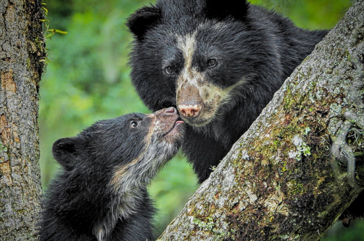 andean-bear-with-cub-ecuador-c-712x472