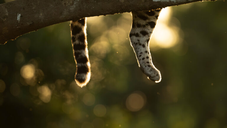 Jaguar : Ricardo Casarin