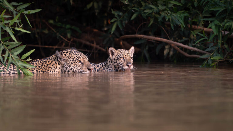 Jaguars of the Pantanal / Ricardo Casarin