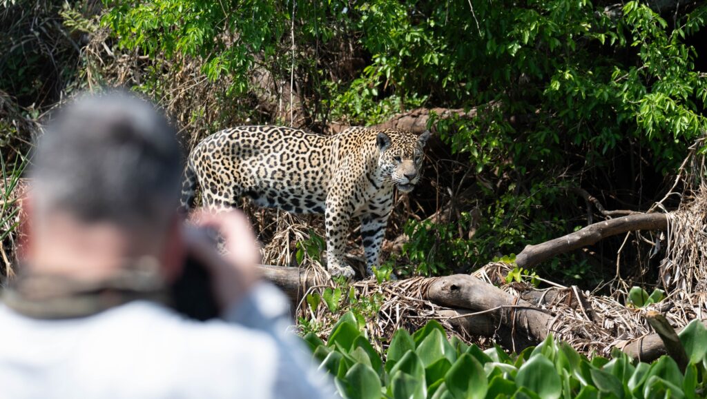 Pantanal – Jaguar and Photographer / Ricardo Casarin