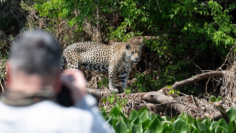Pantanal – Jaguar and Photographer / Ricardo Casarin